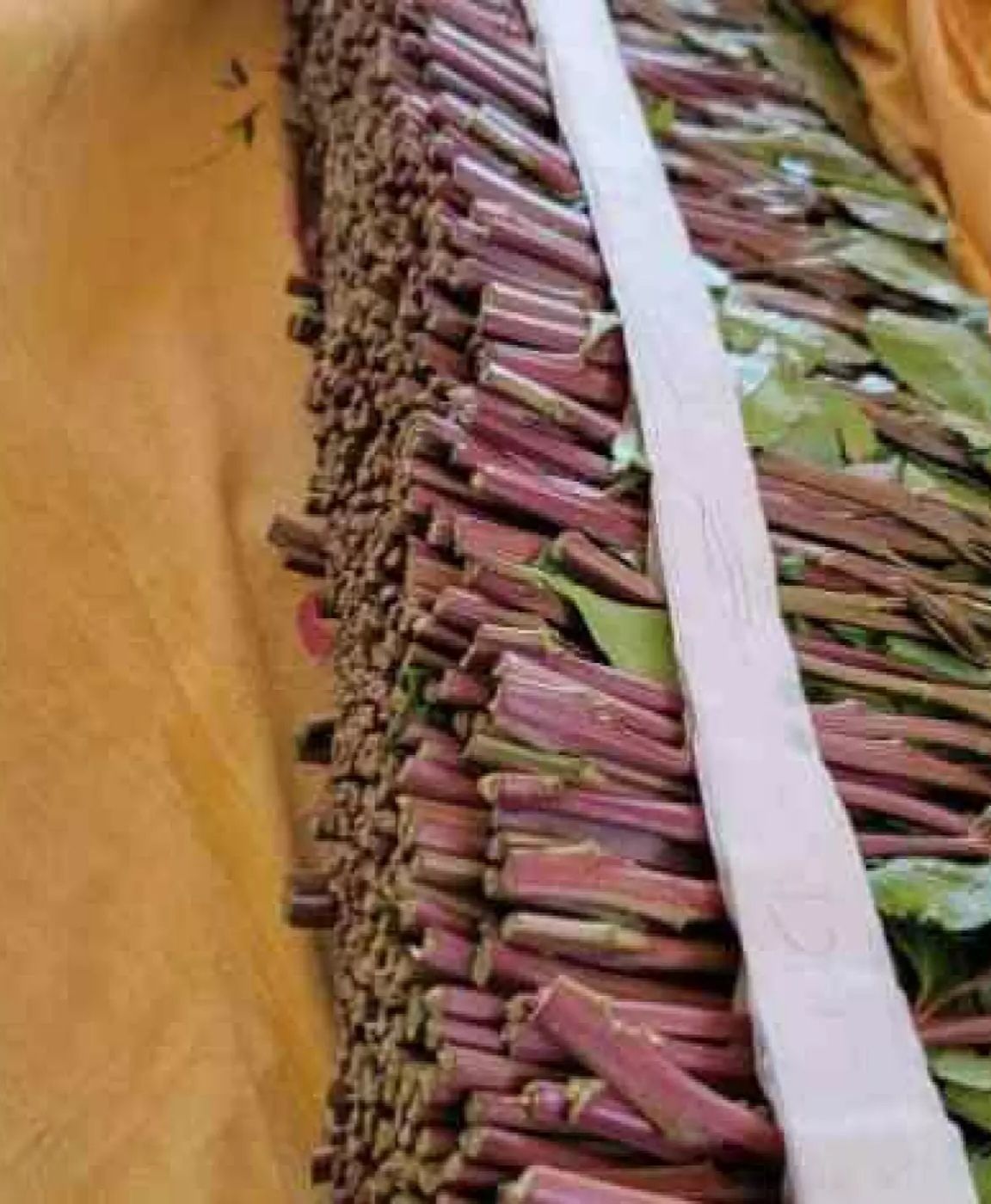 بيع حبة قات بـ4 ملايين في عدن..