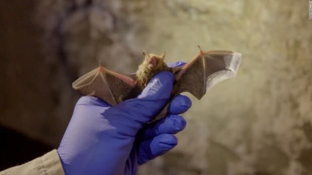 تفاصيل مرض غامض فتك بأكثر من 50 شخصا في الكونغو.. «أكلوا خفاش»