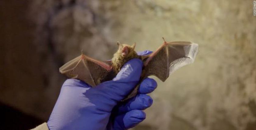 تفاصيل مرض غامض فتك بأكثر من 50 شخصا في الكونغو.. «أكلوا خفاش»