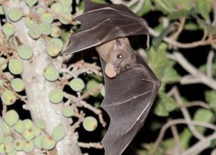 ظهور فيروس كورونا مجددا في الصين بسبب الخفافيش.. تعرف على التفاصيل الكاملة