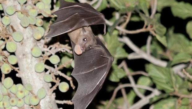 تفاصيل مرض غامض فتك بأكثر من 50 شخصا في الكونغو.. «أكلوا خفاش»