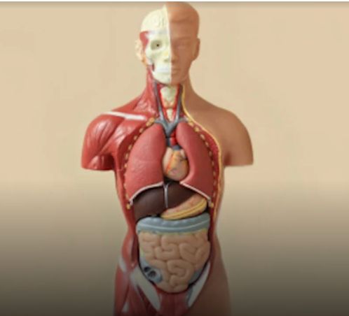 ما هو أكبر عضو في جسم الانسان؟