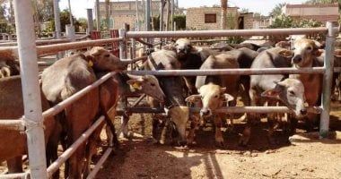 تعرف على دور معهد بحوث التناسليات فى النهوض بالثروة الحيوانية