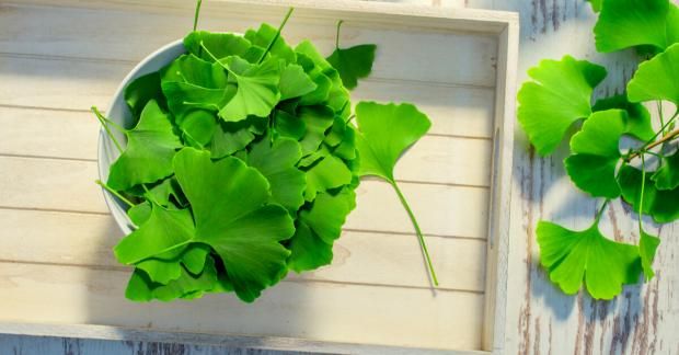 عشبة تعالج أمراض الكلى والرئة والسكري.. تعرف عليها