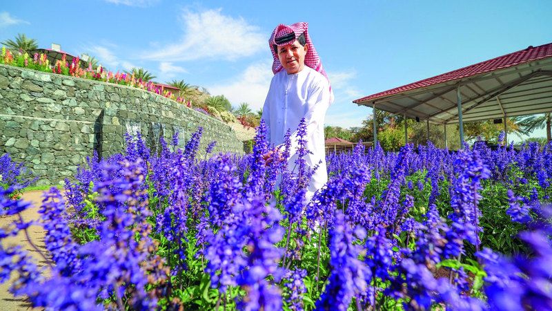 الامارات | «إماراتي» يزرع «اللافندر» بعد 10 سنوات في عشق الورد
