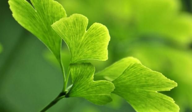 عشبة تعالج أمراض الكلى والرئة والسكري.. تعرف عليها