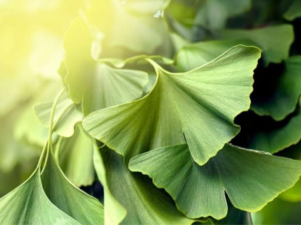 عشبة تعالج أمراض الكلى والرئة والسكري.. تعرف عليها