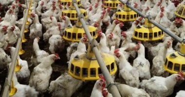 باحث بمعهد الإنتاج الحيوانى: ملح الطعام مصدر للصوديوم فى أعلاف الدواجن