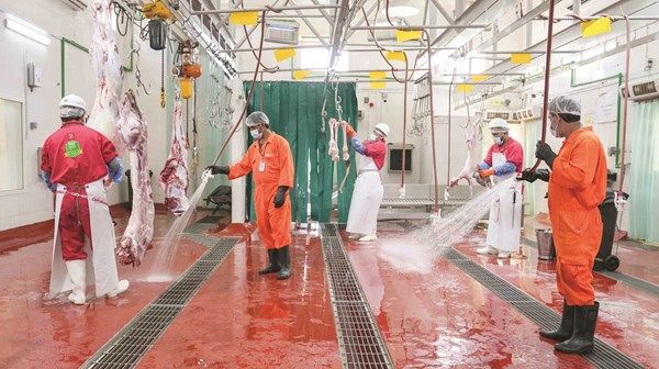 بلدية الظفرة تؤكد جاهزية المسالخ