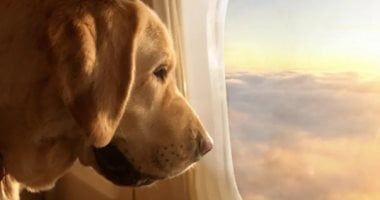 تكنولوجيا: دراسة علمية جديدة تكشف عن أسرار الانتقاء الطبيعى وتكيف الكلاب