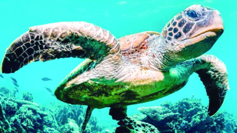الامارات | السلاحف البحرية تستخدم الـ «جي.بي.إس» للوصول إلى أماكن الغذاء