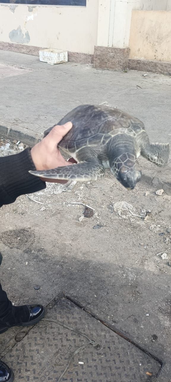 وزارة البيئة تطلق السلحفاة "عز" من نوع السلاحف الخضراء المهددة بالانقراض بعد رعايتها