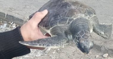 وزارة البيئة تطلق السلحفاة "عز" من نوع السلاحف الخضراء المهددة بالانقراض بعد رعايتها