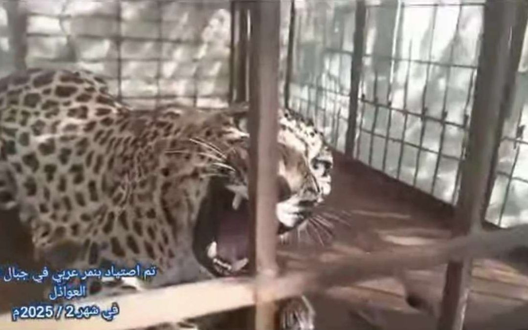 شاهد بالصورة...مواطنون يقبضون نمر عربي نادر