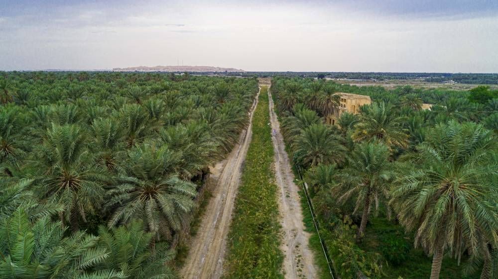 تقنيات مبتكرة للاستدامة الزراعية