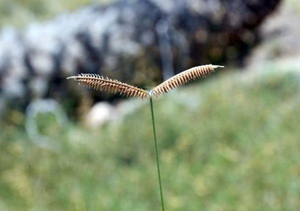 "بيئة الشارقة" تعلن اكتشاف 3 نباتات جديدة لأول مرة في الإمارات