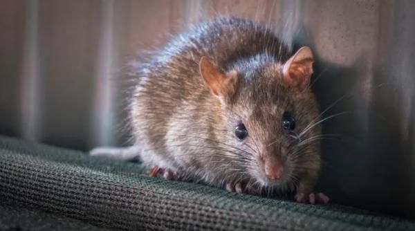 الامارات | مفاجأة علمية: الفئران تقدم اسعافات أولية وإجراءات طارئة إذا مرض أحدها