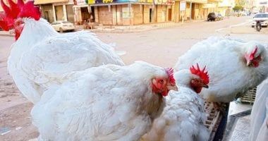 أسعار الفراخ والبيض اليوم الخميس 6-3-2025 فى الأسواق