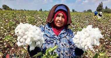 تعرف على أصناف القطن المصرى الأعلى محصولًا والأفضل جودة