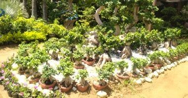 ‫الزراعة: الانتهاء من جاهزية المتحف الزراعى استعدادا لاستقبال معرض زهور الربيع