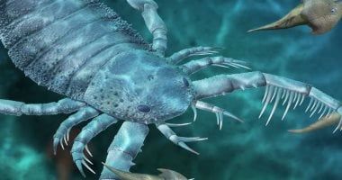 تكنولوجيا: العثور على أول حفرية لعقرب بري عمرها 125 مليون سنة فى الصين