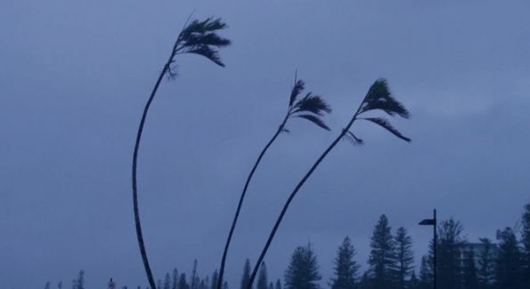 “ألفريد” تضرب أستراليا.. اقتلعت الأشجار وخطوط الكهرباء