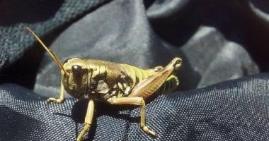 أسراب الجراد تجتاح الجنوب الليبى وتهدد الأمن الغذائى