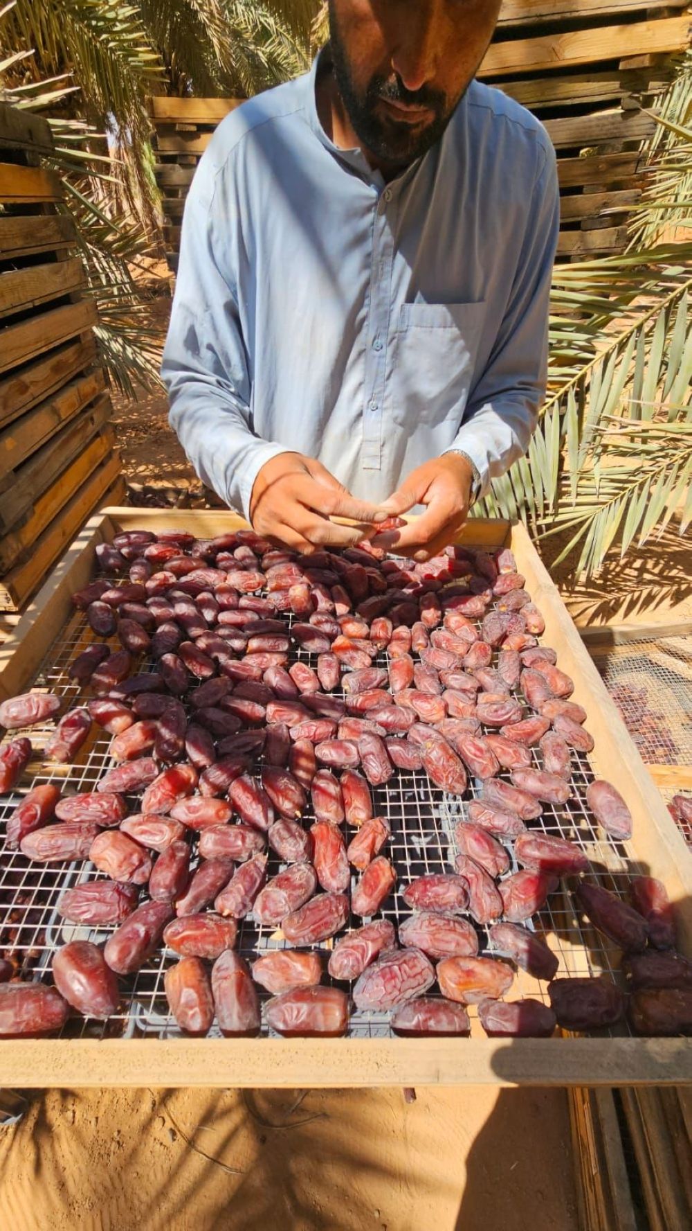 الروبوت المزارع يعزِّز ريادة المملكة في زراعة التمور.. وبدء التجربة الميدانية