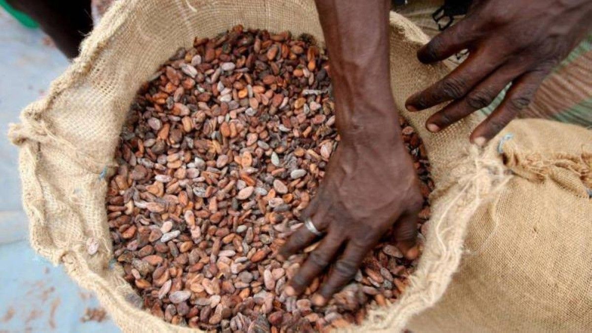 نيجيريا تسعى إلى الاستفادة من ارتفاع أسعار الكاكاو