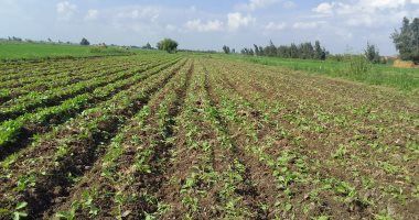 "الريف المصرى" تطلق مبادرة "مزرعتك فى مصر" بالتعاون مع وزارة الخارجية