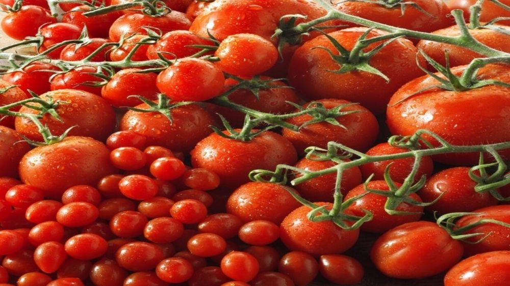 إنتاج يفوق 691 ألف طن.. 76% اكتفاءً ذاتيًا من الطماطم