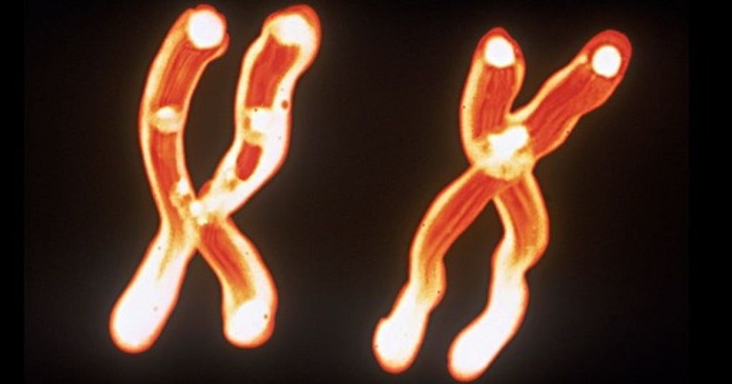 لهذا السبب تعيش النساء أطول من الرجال وتظل أقوى بالتعلم والذاكرة في الشيخوخة