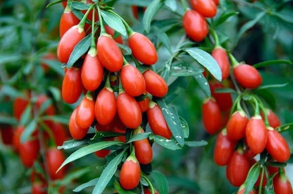 الامارات | توت غوجي... 6 فوائد صحية هامة للفاكهة الآسيوية