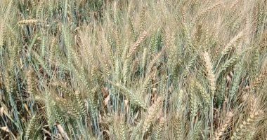 مركز المناخ: محصول القمح فى أهم مرحلتين من عمره