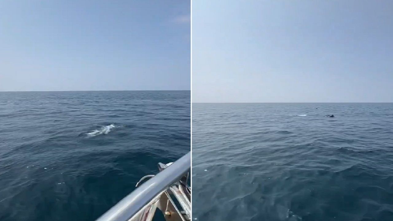 مشهد بديع لـ دلافين تسبح في المياه الغربية بالقحمة .. فيديو