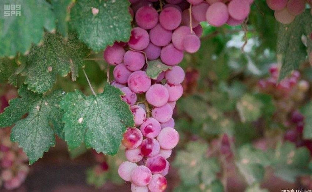 %66 اكتفاء ذاتيا للعنب
