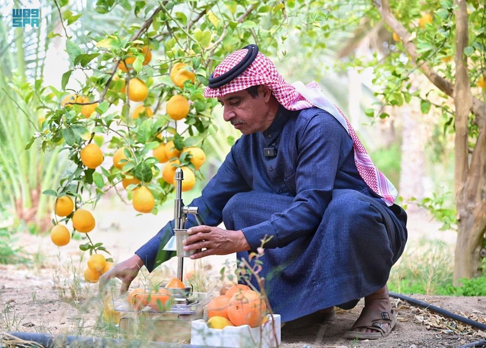 مزارع البرتقال في العُلا.. انتعاش موسم الحصاد بالتزامن مع رمضان