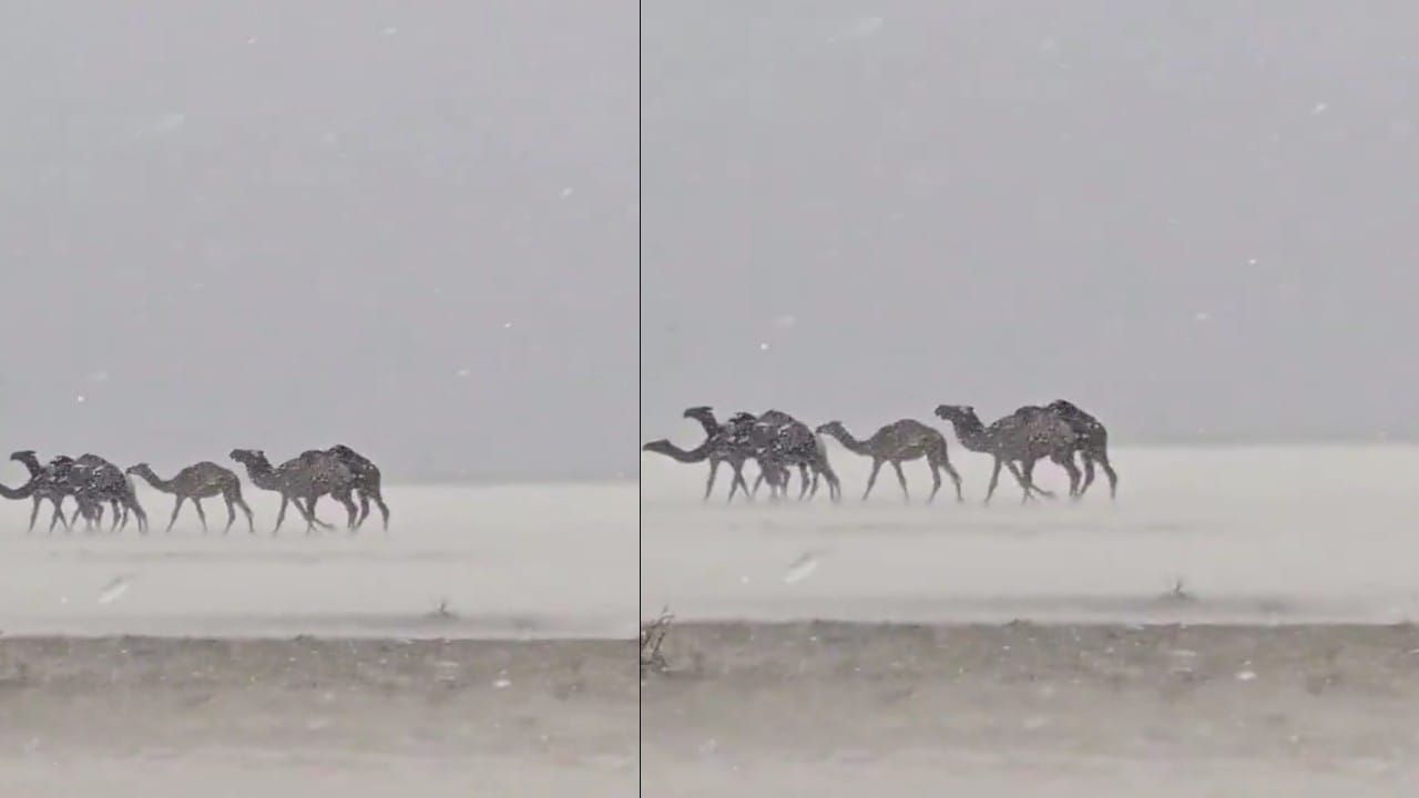 مشهد نادر.. جمل تحت عاصفة مطرية وبردية جنوب الحناكية ..فيديو