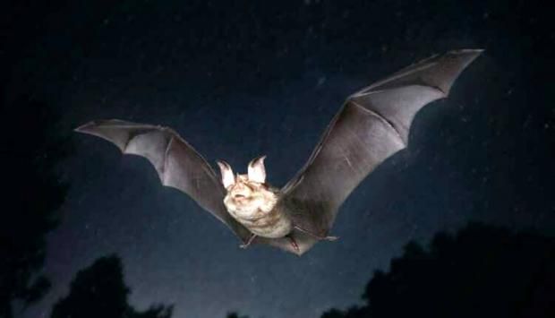 اكتشاف فيروس كورونا جديد في خفافيش البرازيل.. هل يشكل خطرًا على البشر؟