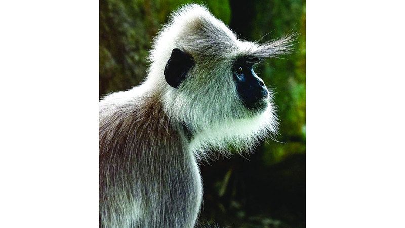 الامارات | سريلانكا تجري تعداداً للحيوانات البرية «المزعجة»