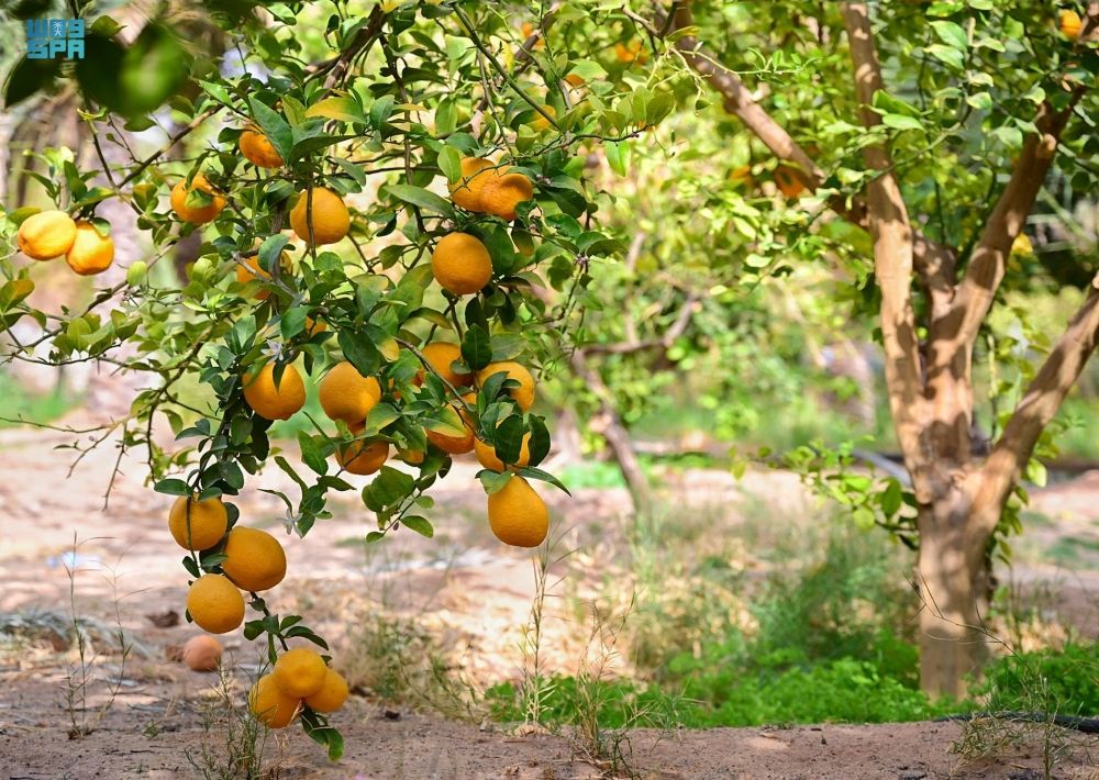 مزارع البرتقال في العُلا.. انتعاش موسم الحصاد بالتزامن مع رمضان