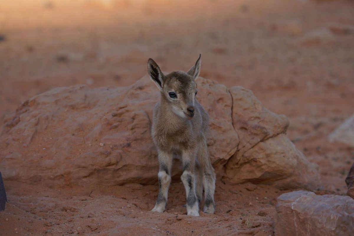 محمية الملك سلمان بن عبدالعزيز الملكية تسجل حالة ولادة الوعل