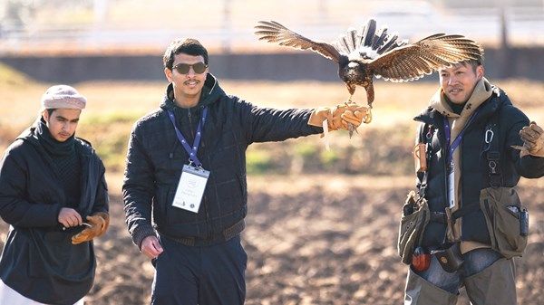 «الصقارة».. من الإمارات إلى اليابان