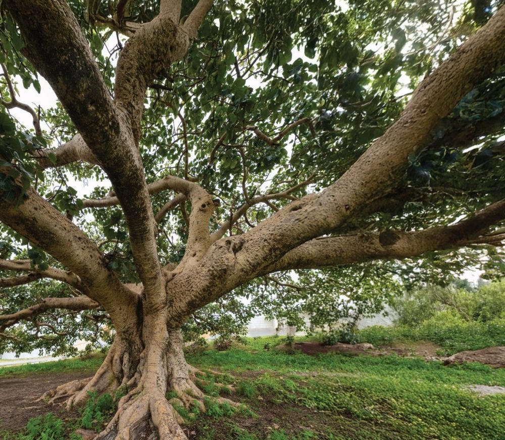 السعودية الخضراء.. إنجازات ملموسة في حماية البيئة وتعزيز الاستدامة