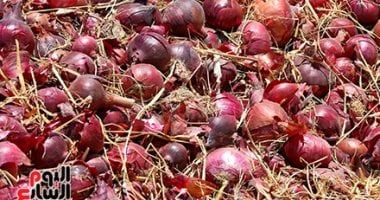 نصائح عاجلة من الزراعة لمزارعى البصل.. تعرف عليها