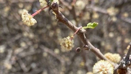 بعد غد الخميس.. بداية فصل الربيع بالدولة