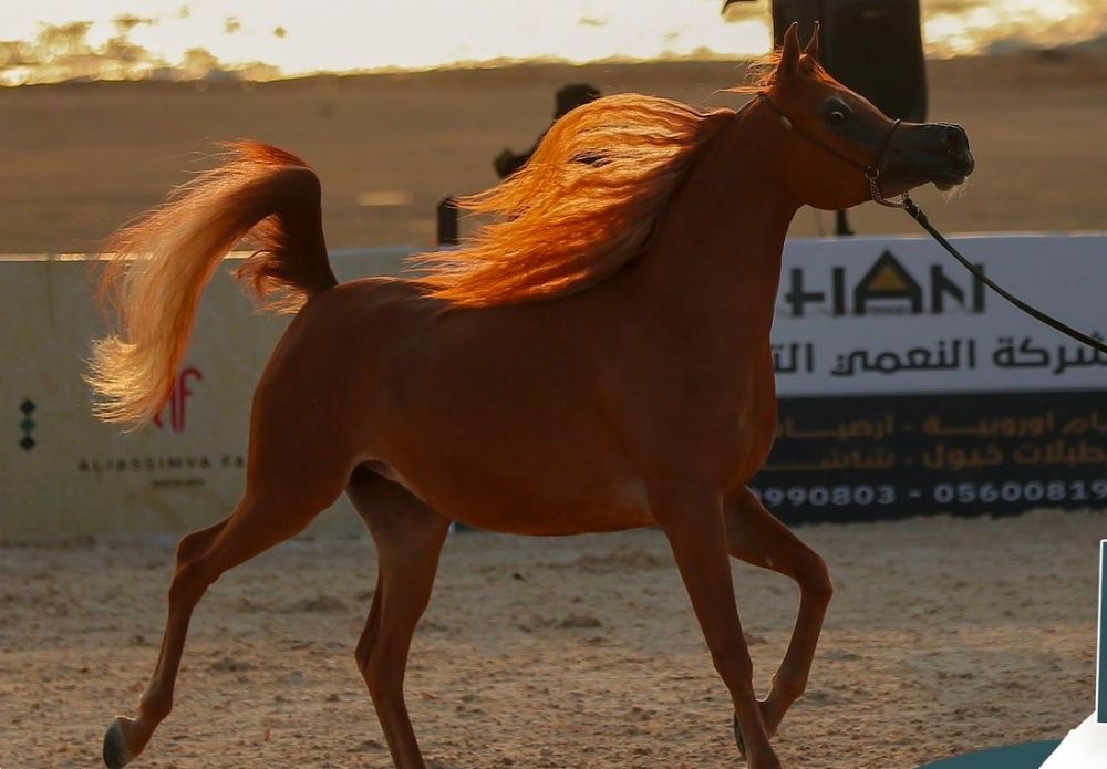 ملاءة مالية لا تقل عن مليون ريال.. شروط تنظيم رياضة الفروسية للخيل العربية الأصيلة