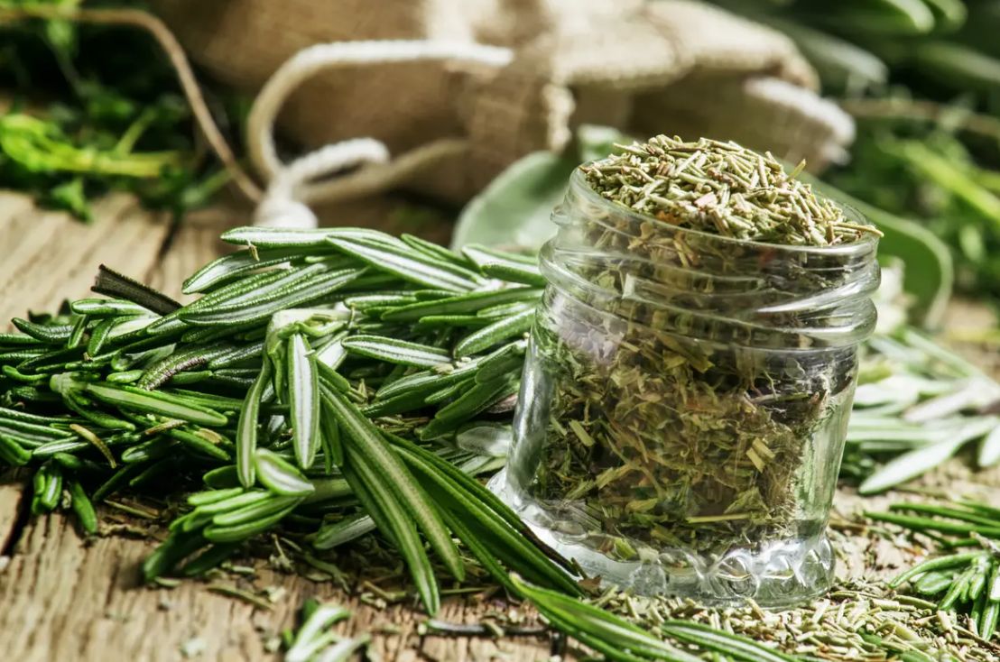 الامارات | كيف يمكن أن يساعد إكليل الجبل في علاج ألزهايمر؟