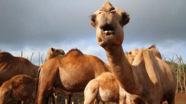 فيروس «ميرس» يعود إلى السعودية.. كيف ينتقل ومدى خطورته؟