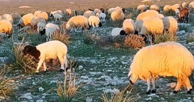 المغرب يمنع ذبح إناث الأغنام والماعز حتى نهاية مارس 2026 بسبب الجفاف